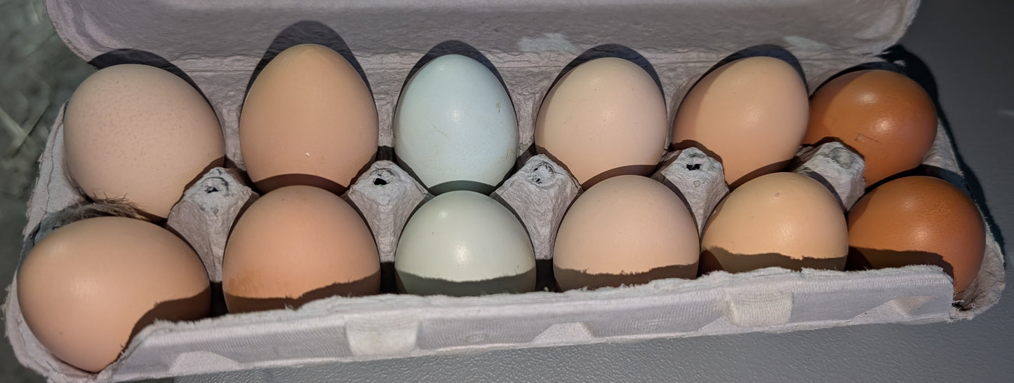 Organic Chicken Eggs