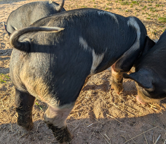 Pork